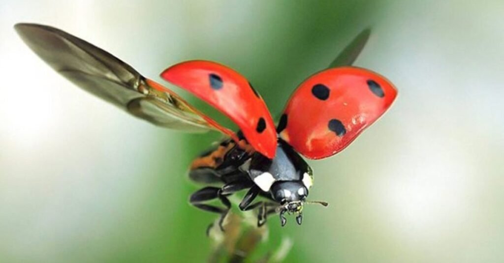Lady Bug - Good Luck Charms