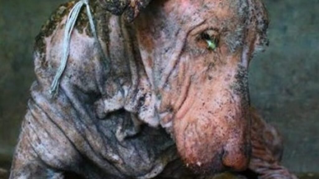 amazing dog rescue stories