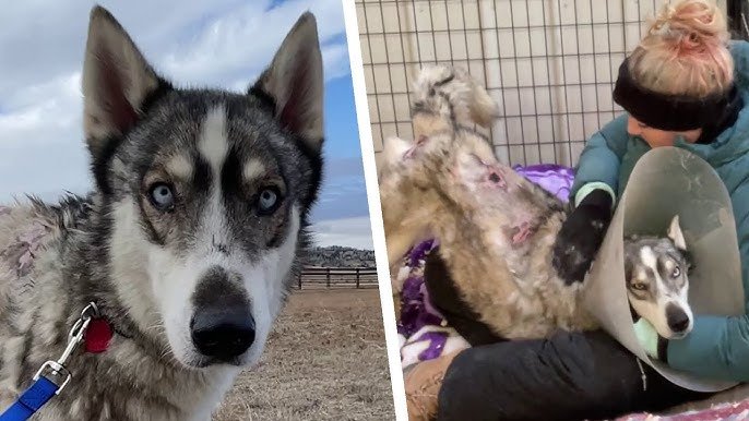 Dog Eaten Alive - amazing dog rescue stories