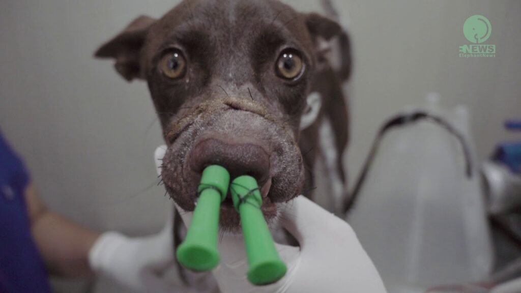 amazing dog rescue stories