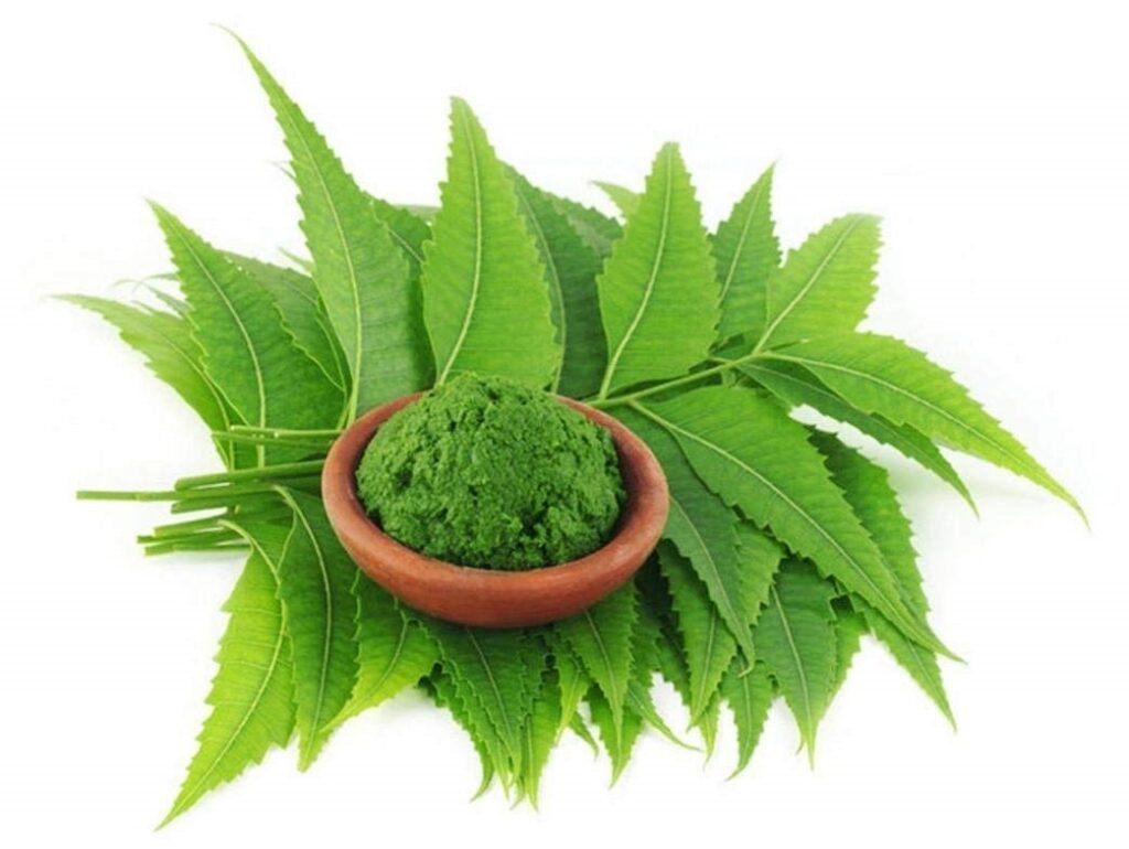 Neem - Home Remedies for Pimples